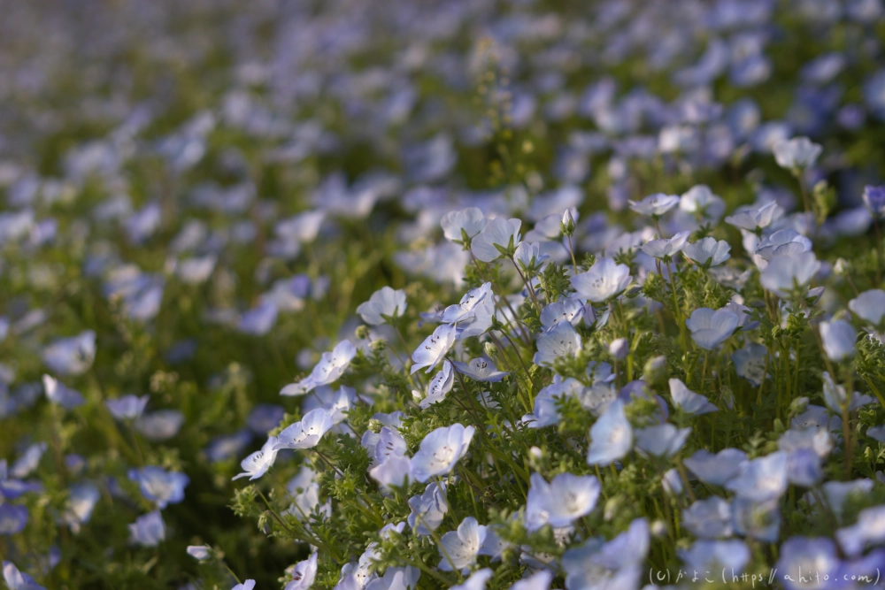 ネモフィラとハナモモ - 07