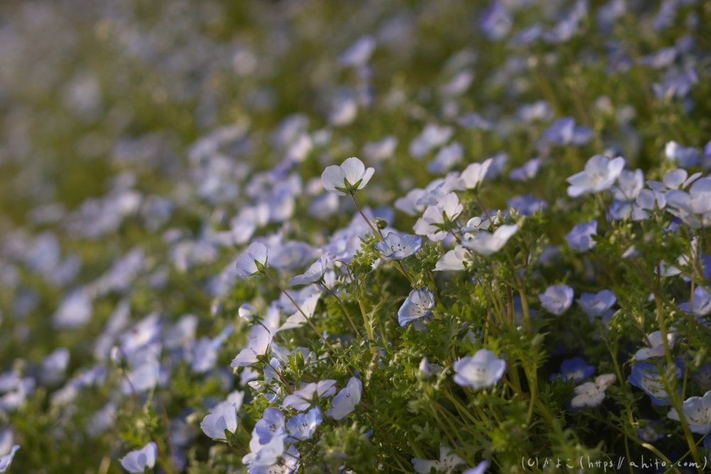 ネモフィラとハナモモ - 08