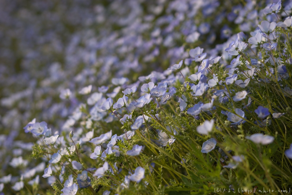 ネモフィラとハナモモ - 09