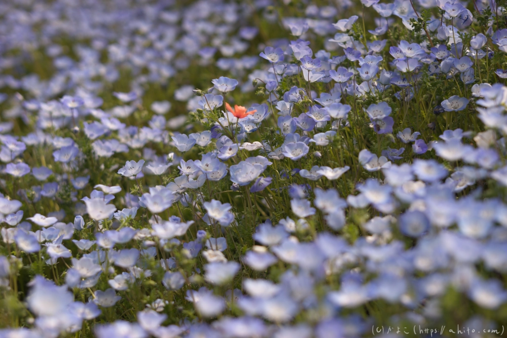 ネモフィラとハナモモ - 10