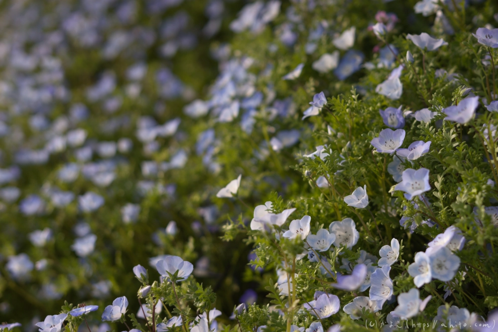 ネモフィラとハナモモ - 11