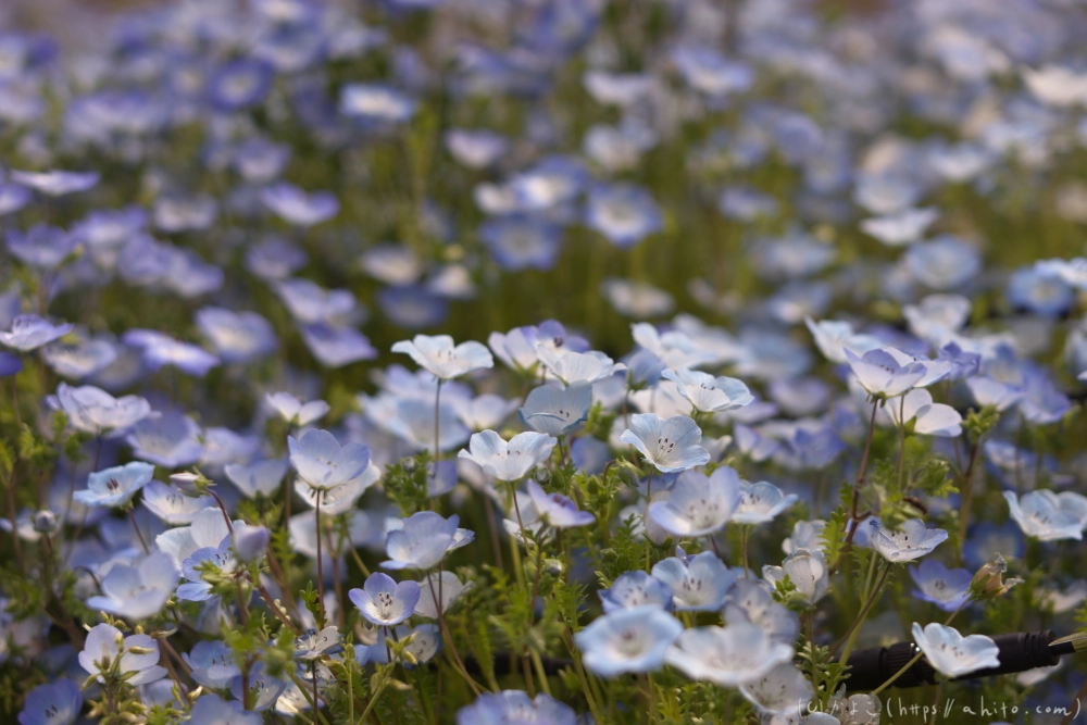 ネモフィラとハナモモ - 12