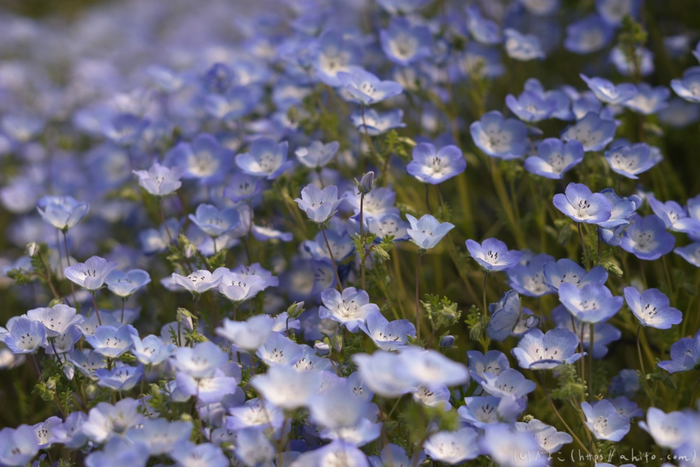 ネモフィラとハナモモ - 13