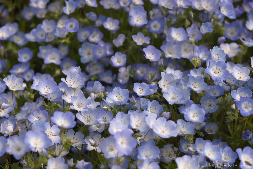 ネモフィラとハナモモ - 14