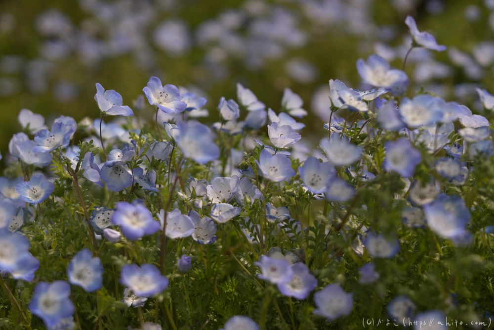 ネモフィラとハナモモ - 15