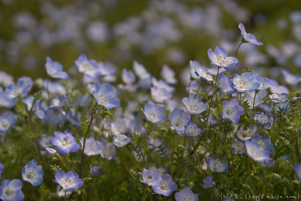 ネモフィラとハナモモ - 16