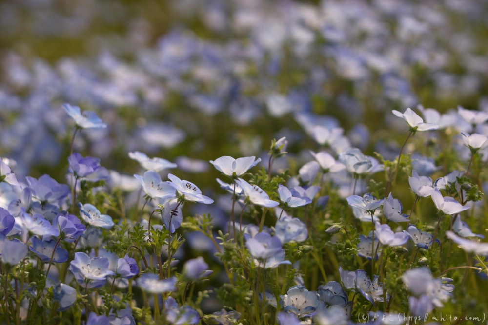 ネモフィラとハナモモ - 17