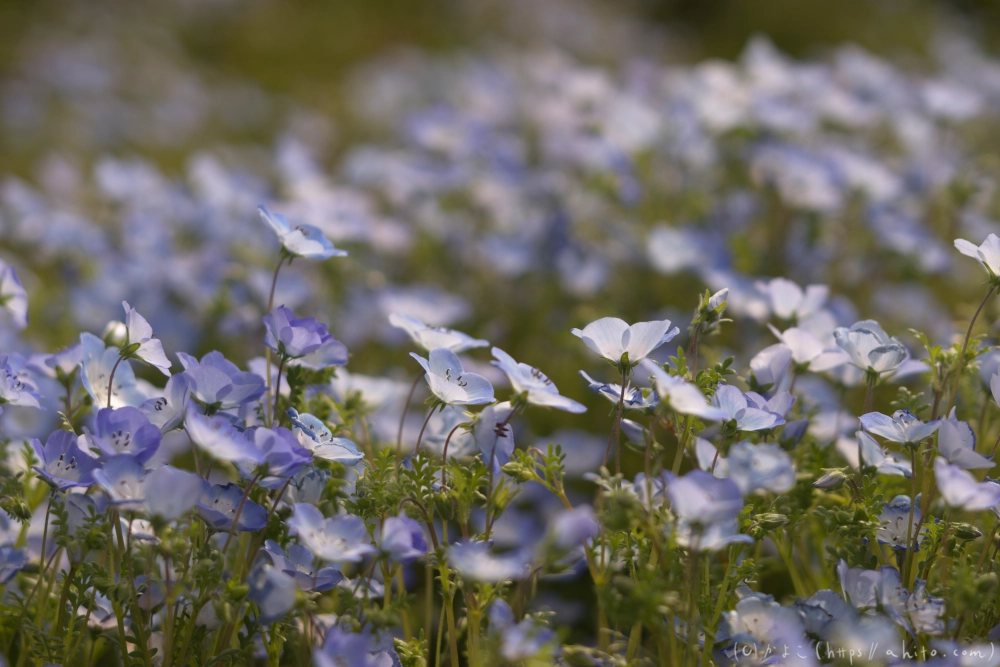 ネモフィラとハナモモ - 18