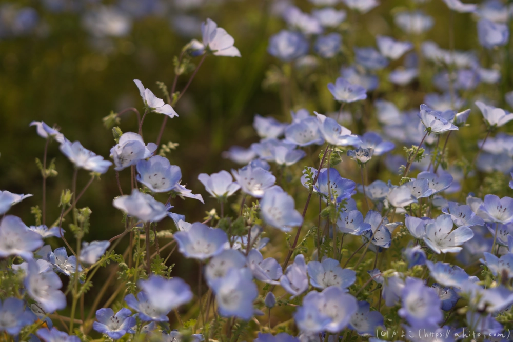 ネモフィラとハナモモ - 19