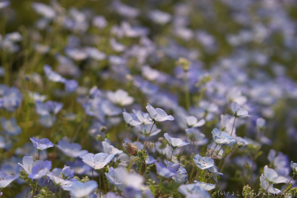 ネモフィラとハナモモ - 20