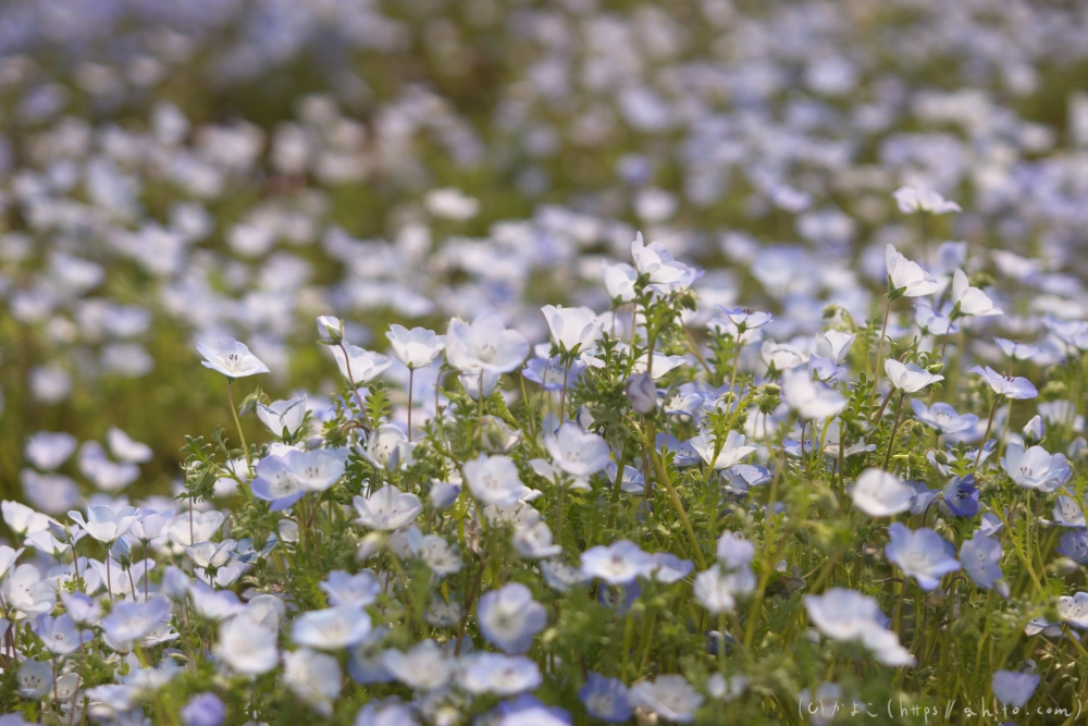 ネモフィラとハナモモ - 21