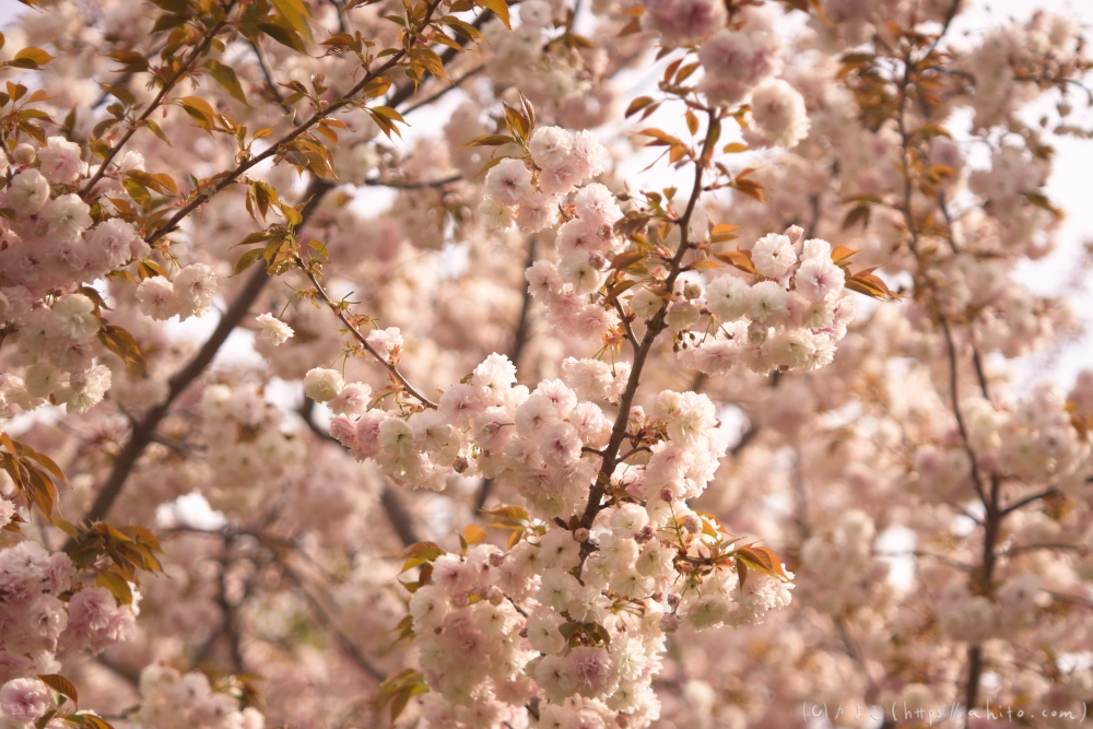 ネモフィラとハナモモ - 22