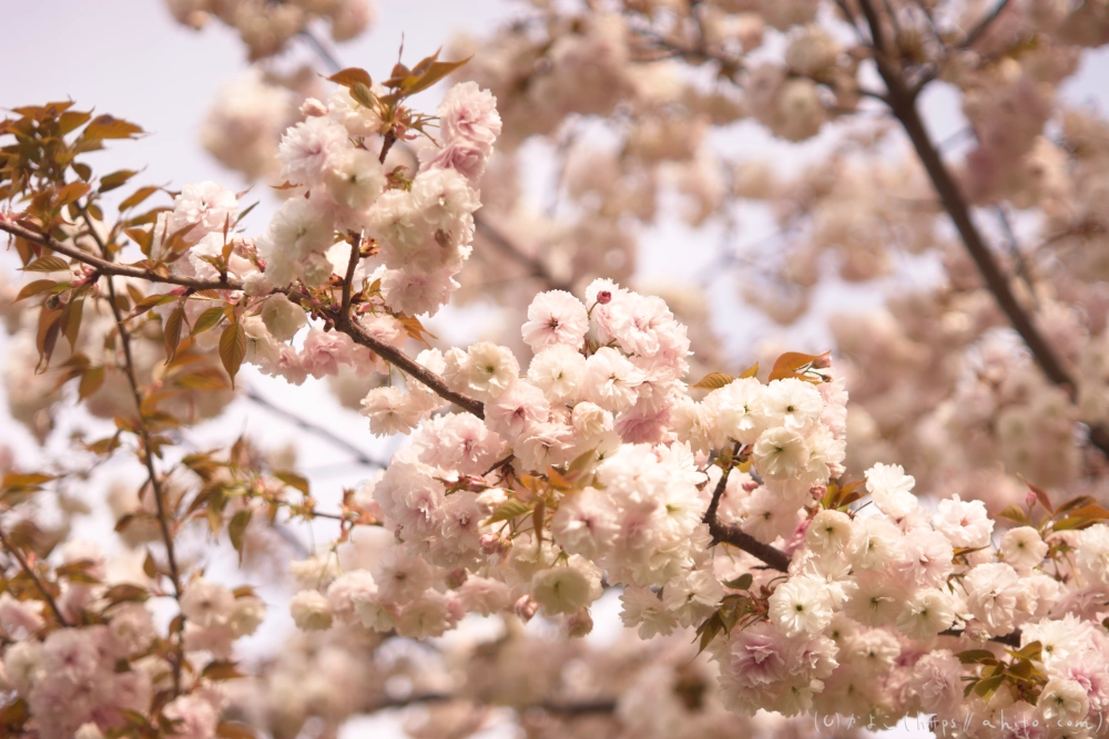 ネモフィラとハナモモ - 23