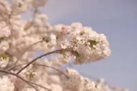 ネモフィラとハナモモ