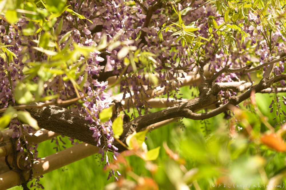 フジの花 - 03