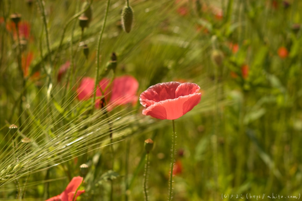 ポピー - 02