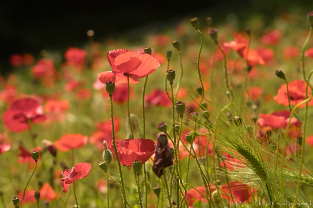 ポピー - 03