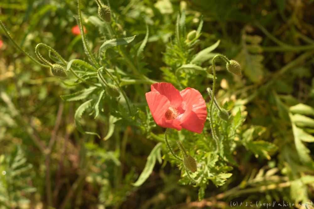 ポピー - 05