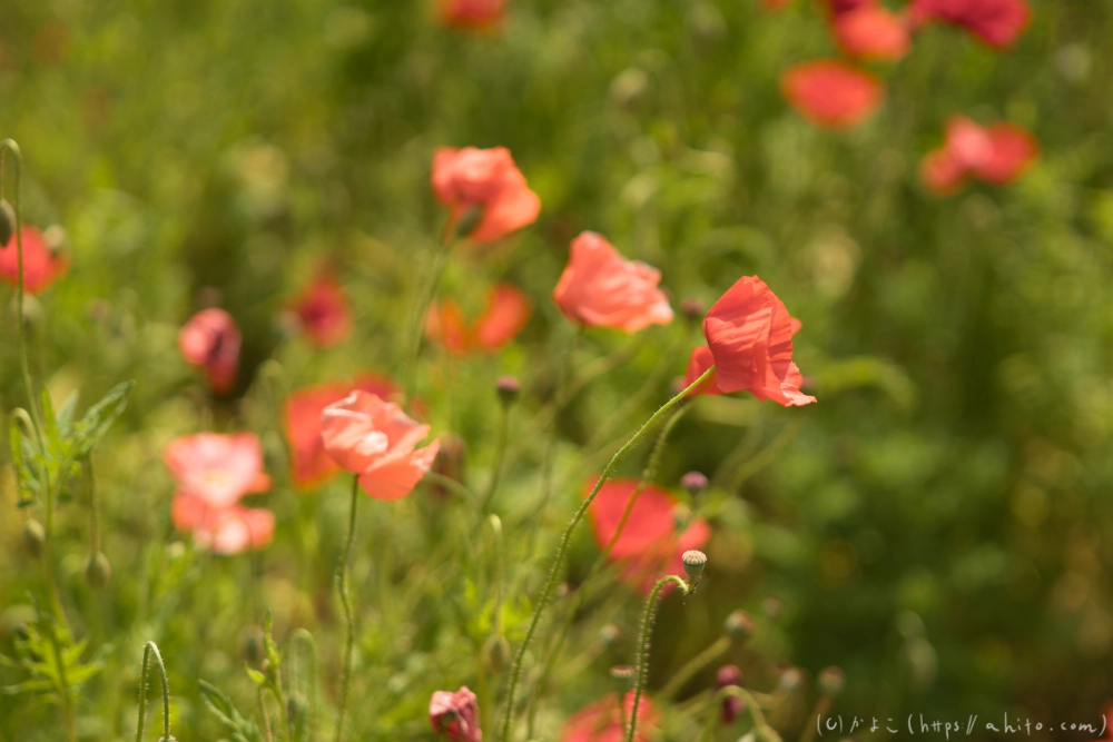 ポピー - 13