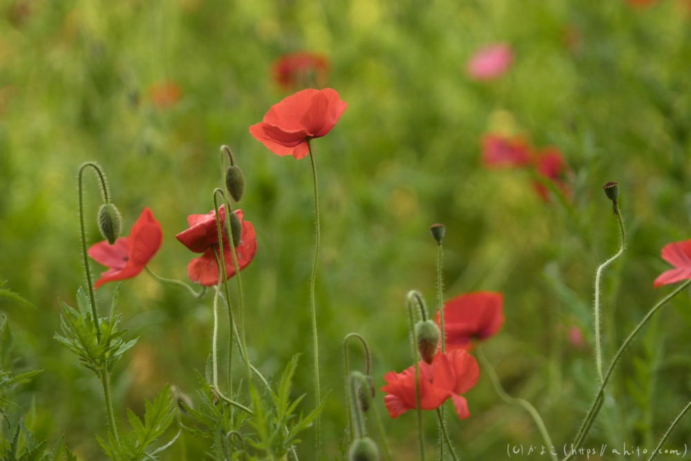 ポピー - 17