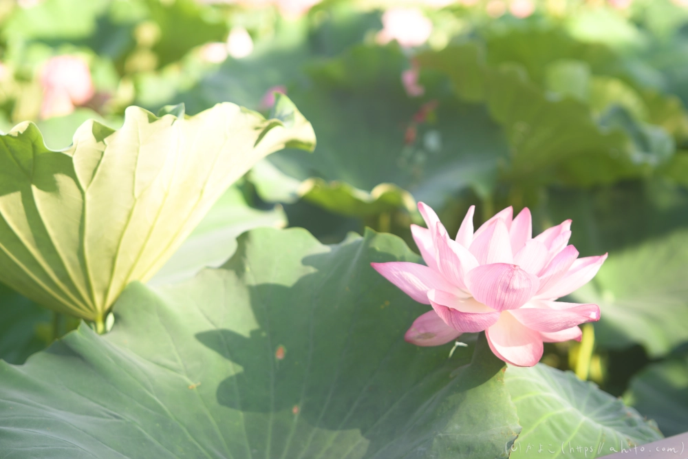 不忍池の蓮 - 01