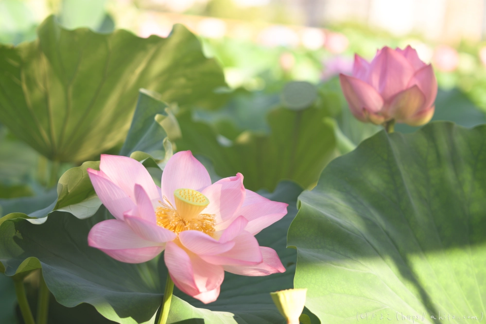 不忍池の蓮 - 02