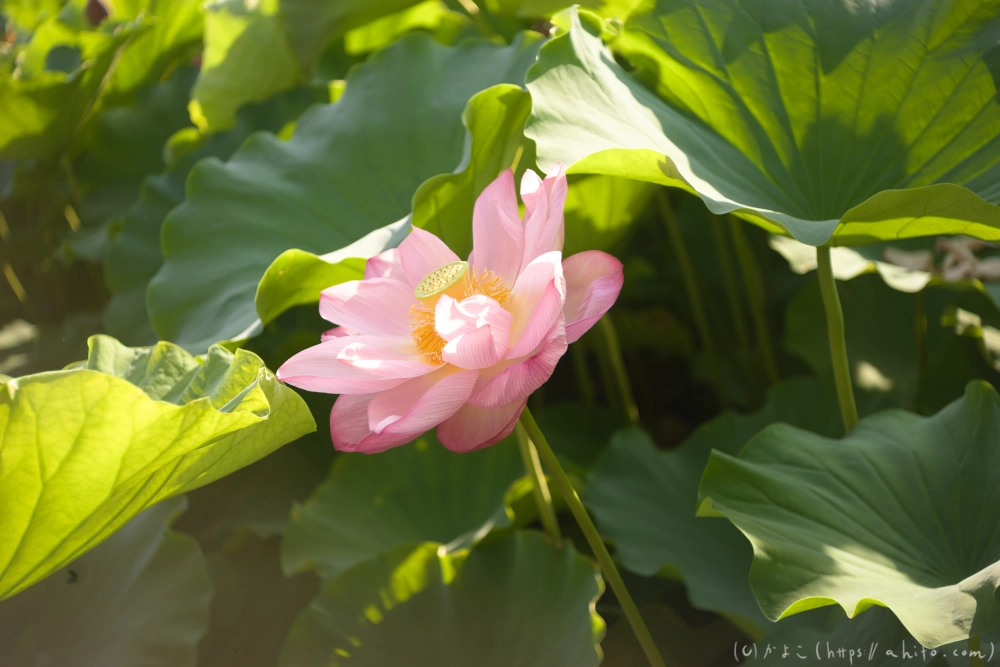 不忍池の蓮 - 03