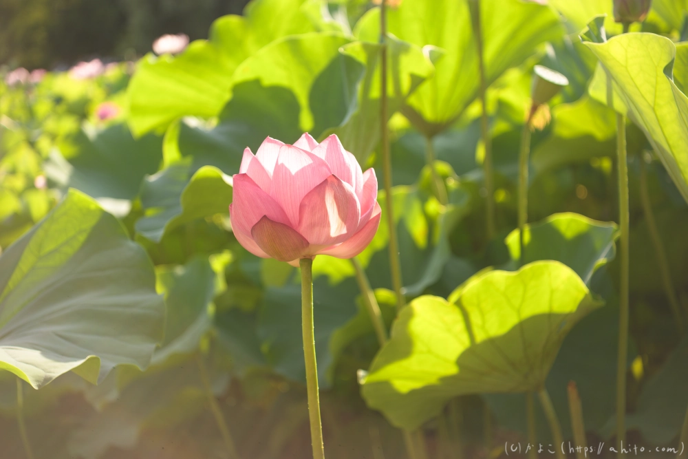 不忍池の蓮 - 04