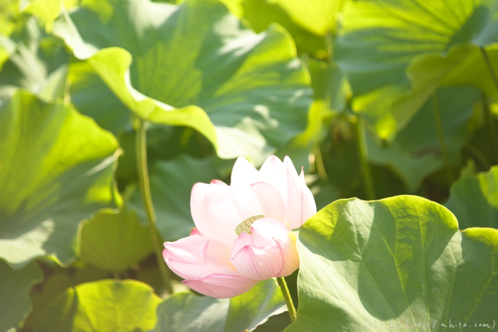 不忍池の蓮 - 05