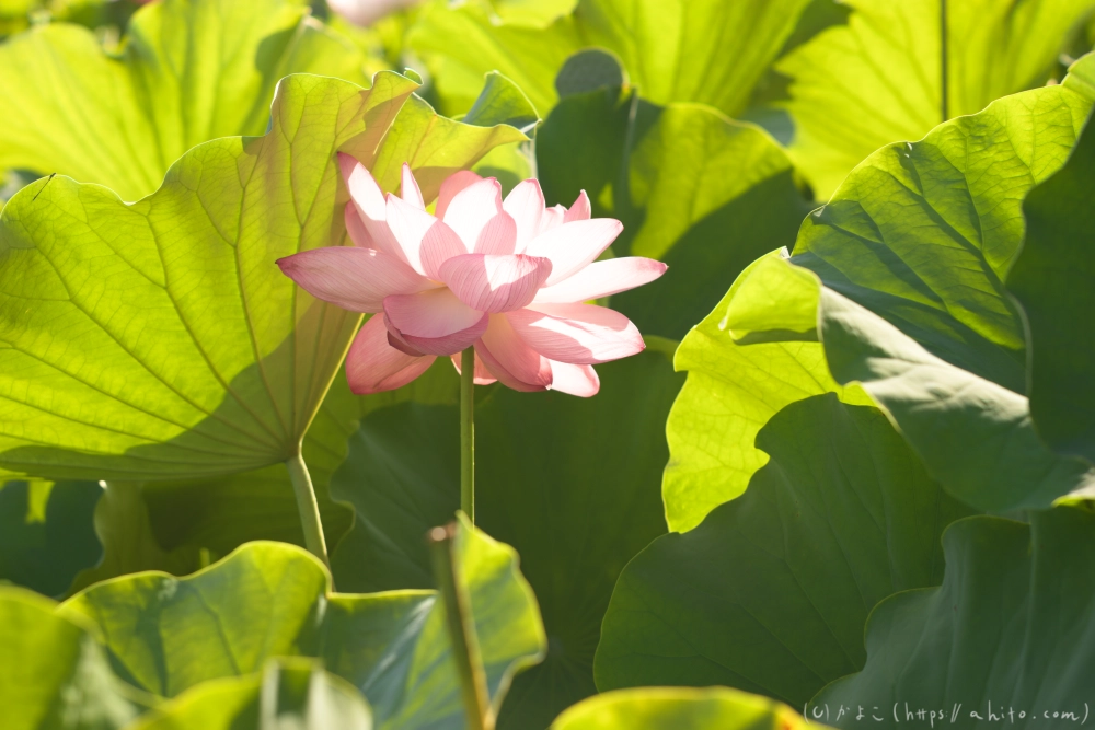 不忍池の蓮 - 06