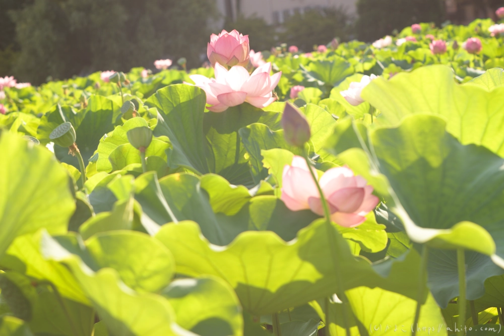 不忍池の蓮 - 07