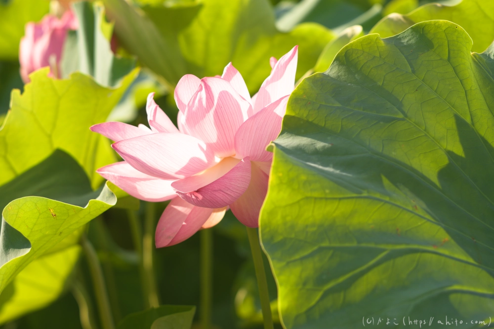 不忍池の蓮 - 08