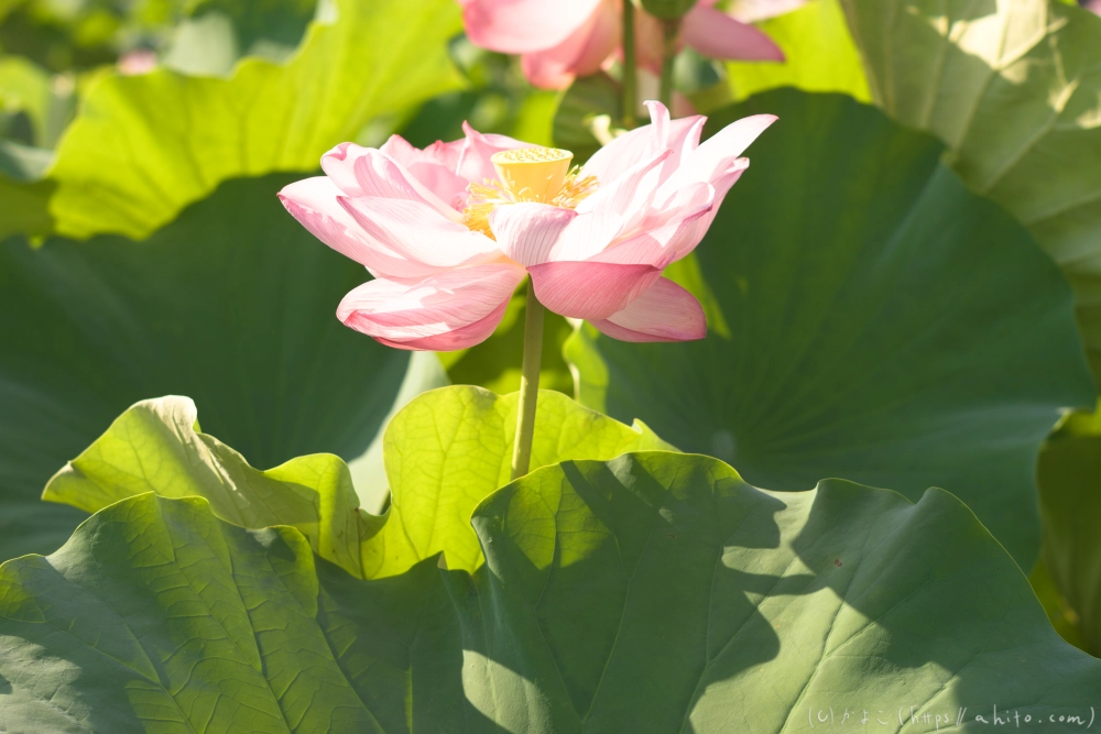 不忍池の蓮 - 09