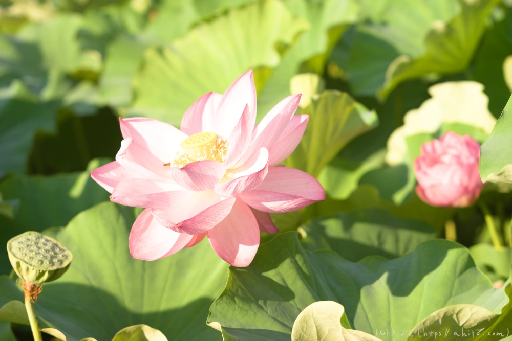 不忍池の蓮 - 10