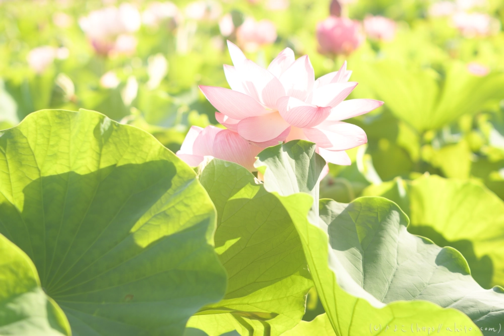 不忍池の蓮 - 11