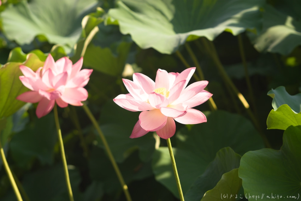 不忍池の蓮 - 12