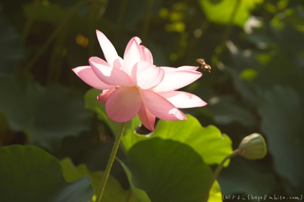 不忍池の蓮 - 13