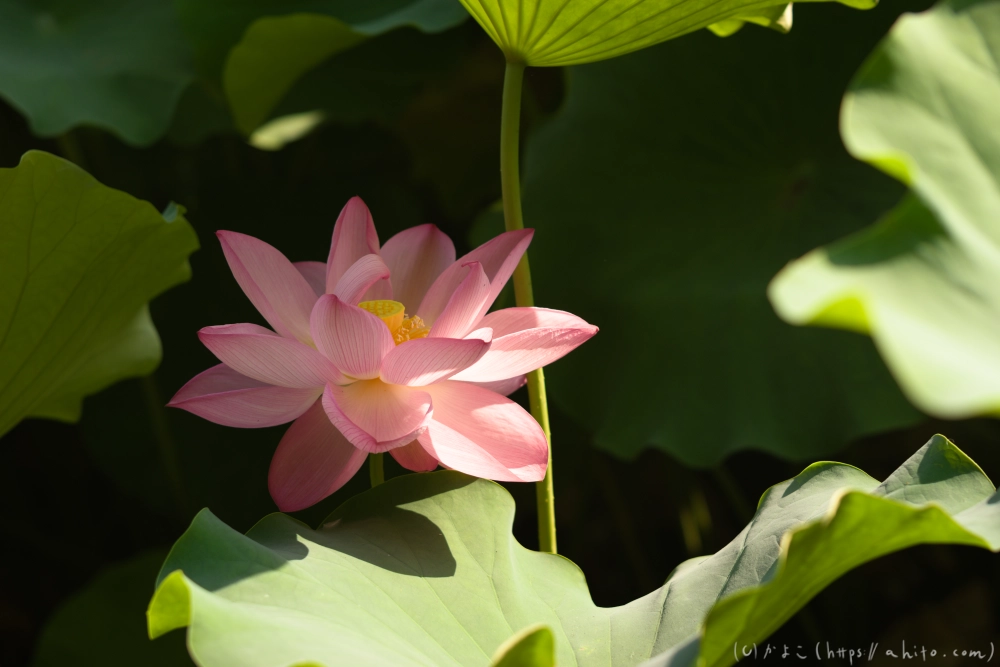 不忍池の蓮 - 14