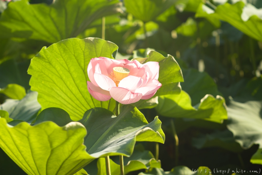 不忍池の蓮 - 15