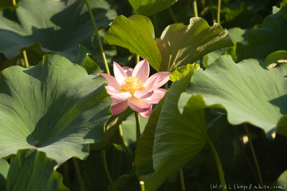 不忍池の蓮 - 16