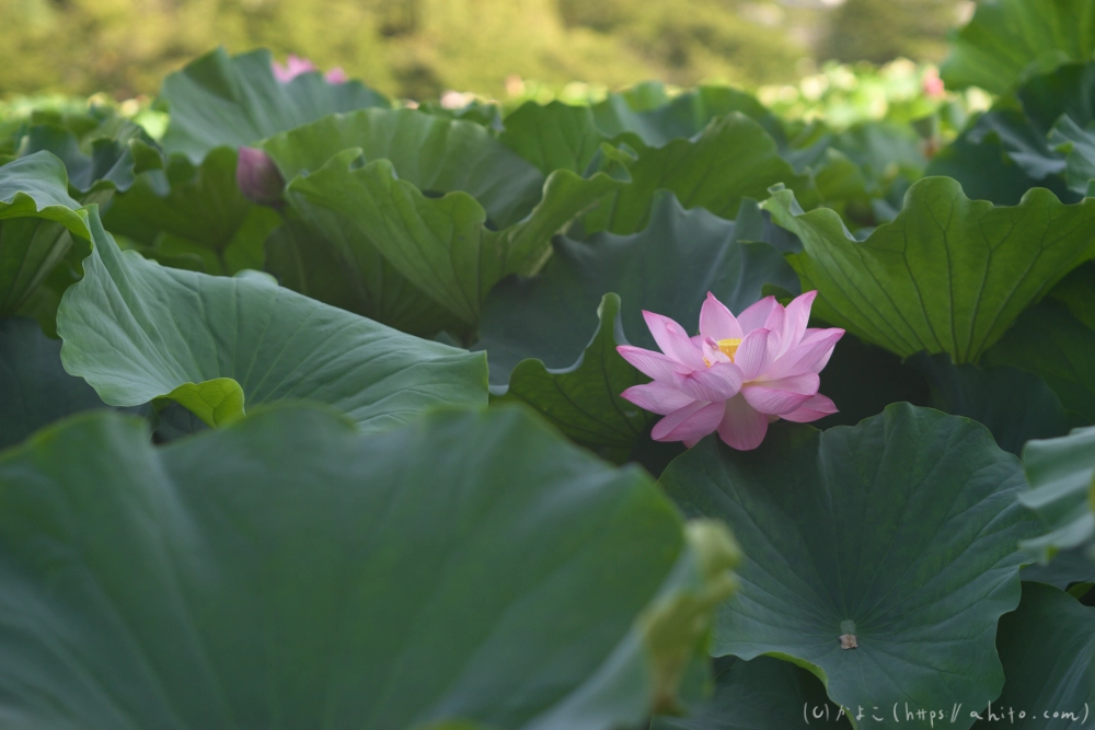 不忍池の蓮 - 17