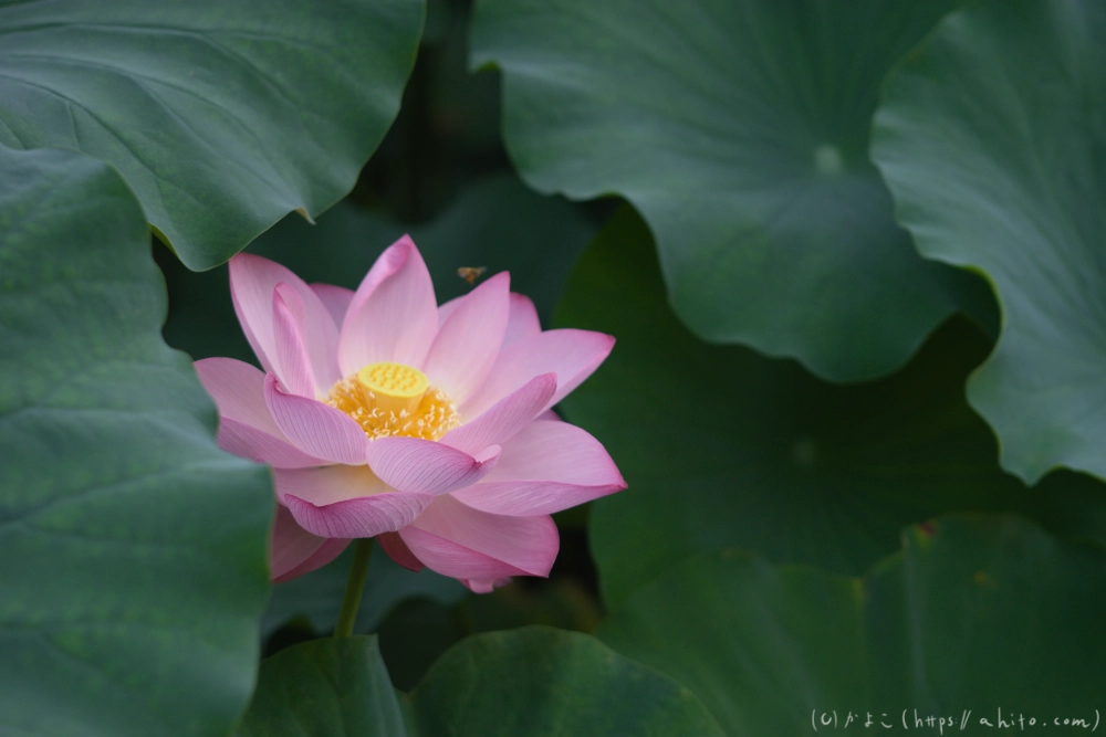 不忍池の蓮 - 18