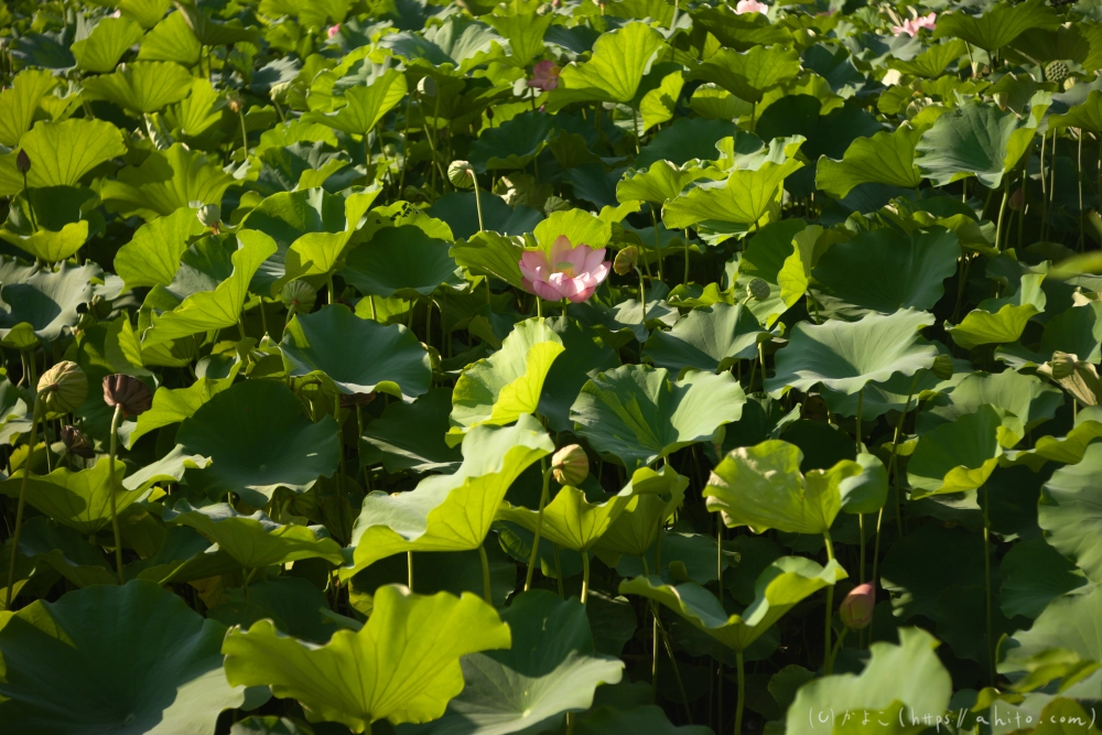 不忍池の蓮 - 19