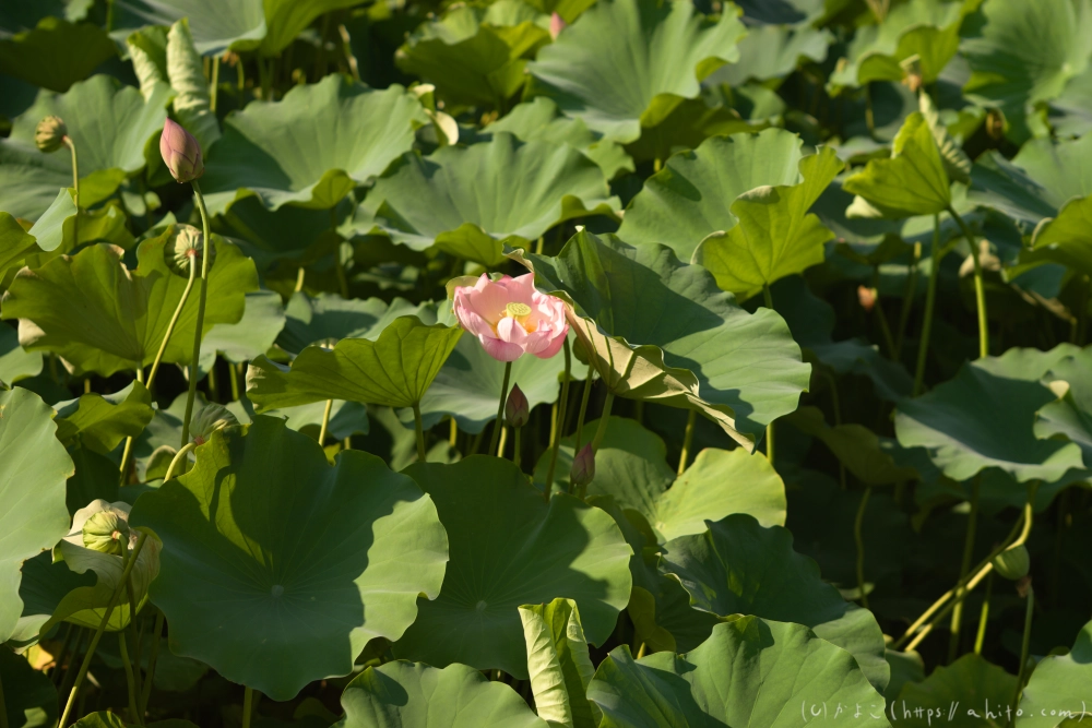 不忍池の蓮 - 20