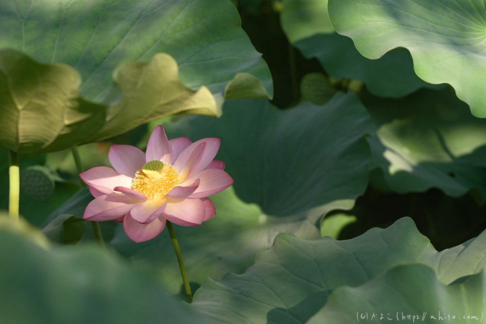 不忍池の蓮 - 21