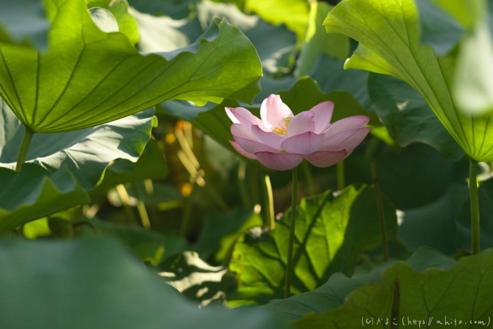 不忍池の蓮 - 22