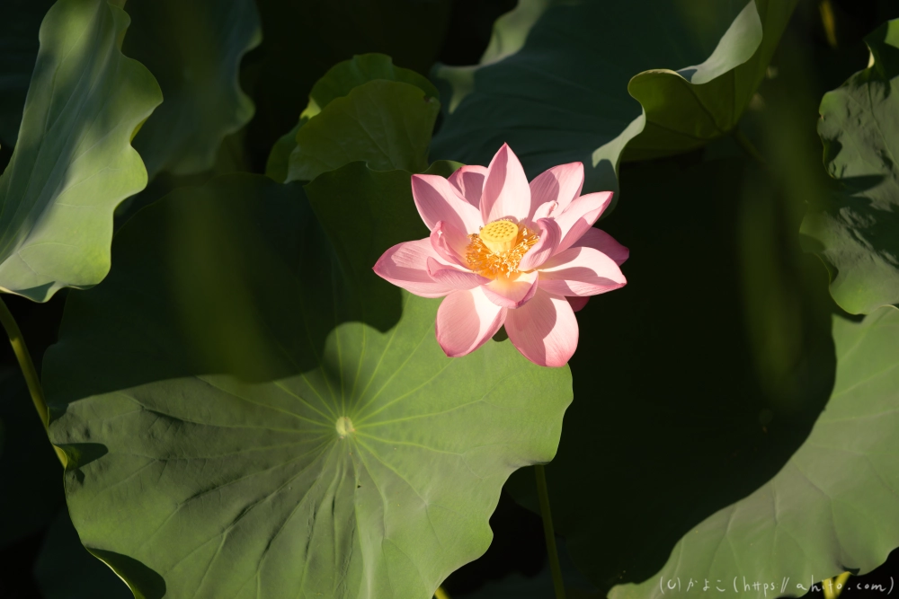 不忍池の蓮 - 23