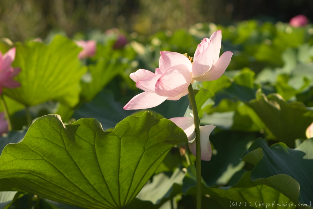 不忍池の蓮 - 24