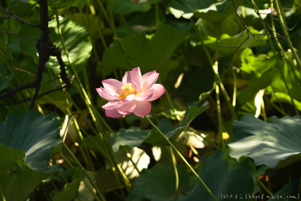 不忍池の蓮 - 25