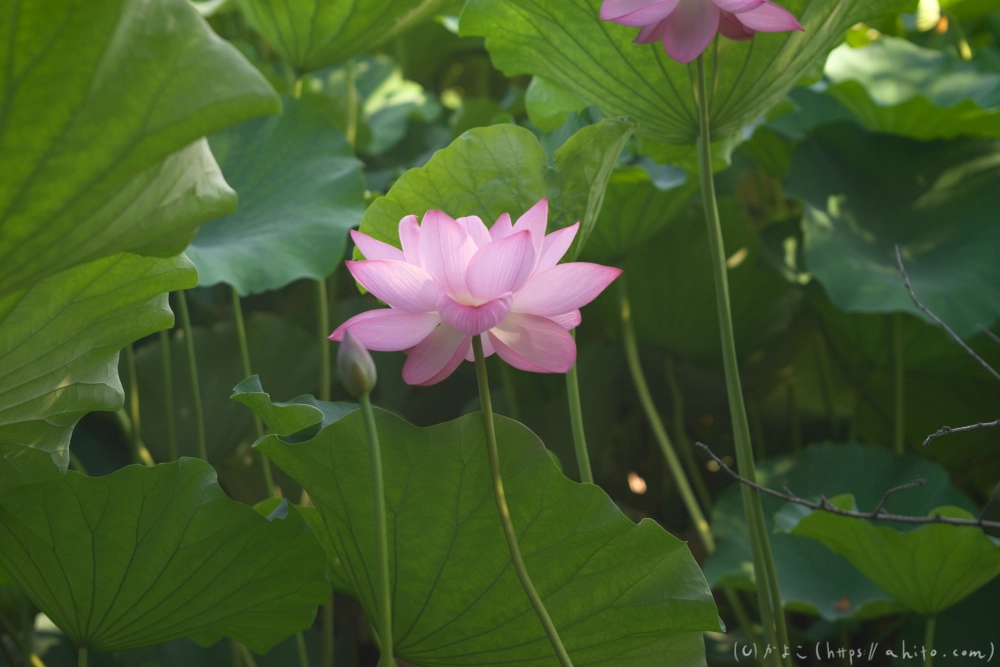 不忍池の蓮 - 26